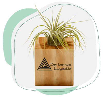 55. Air Plant