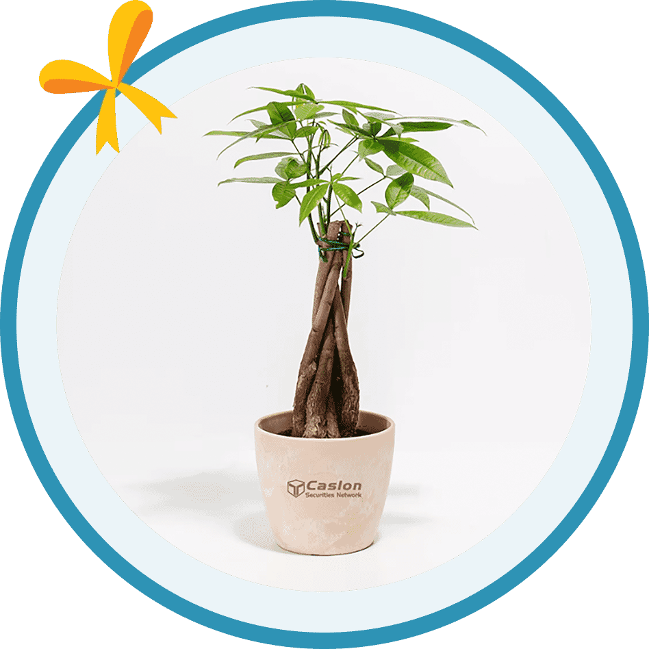 Small Lively Root Money Tree Plant