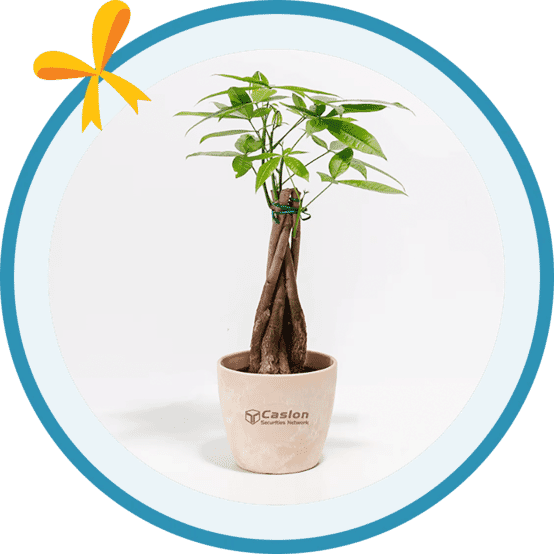 Small Lively Root Money Tree Plant