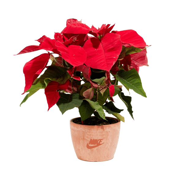 Red Poinsettia Plant Kit