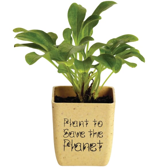 potted plant set