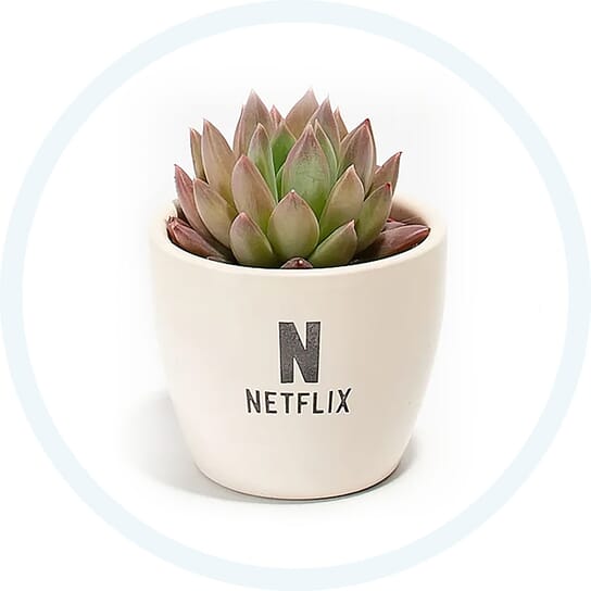 50. Lively Root Petite Succulent Plant