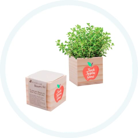 Desk Plant