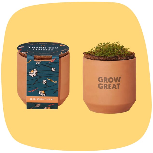 ModernSprout terracotta plant gift set