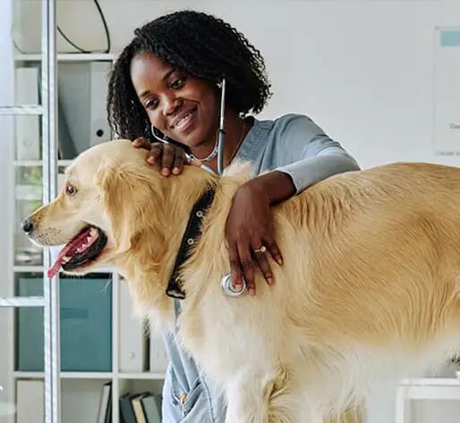 Veterinarian Marketing Ideas