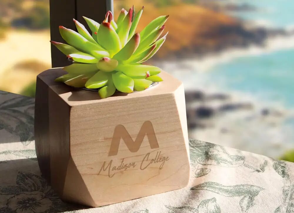succulent with customized planter