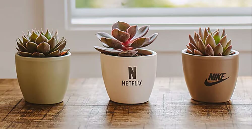 succulent with customized planter