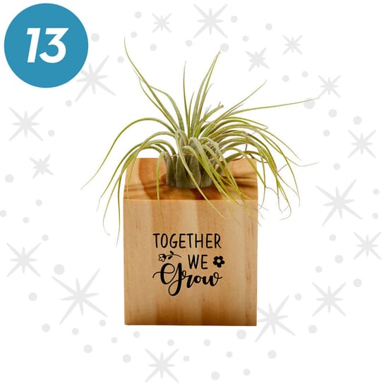 Air Plant in Customized Cube Planter