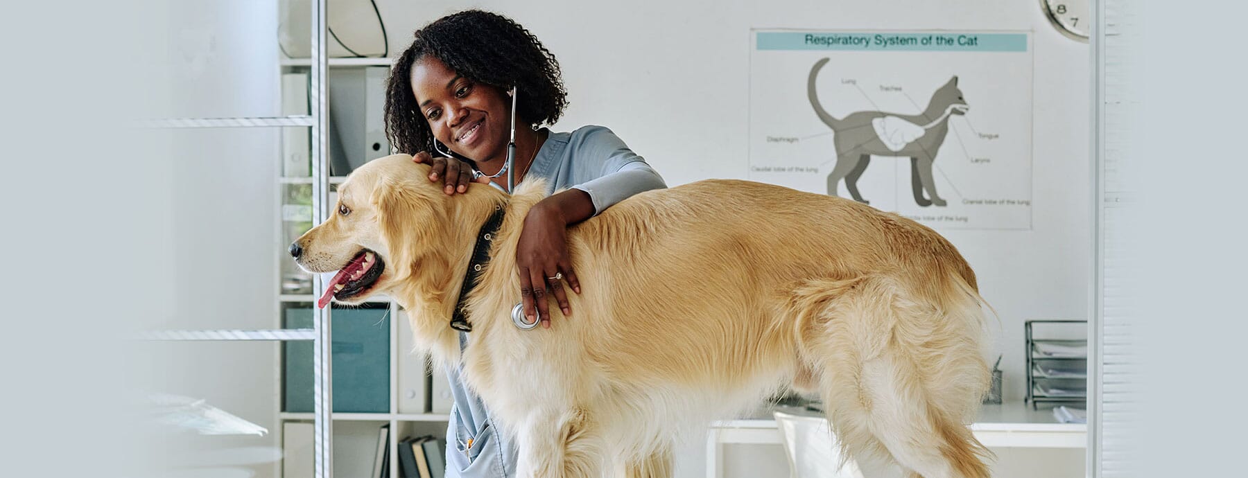 The 10 Best Veterinary Marketing Ideas to Attract Attention to Your Brand