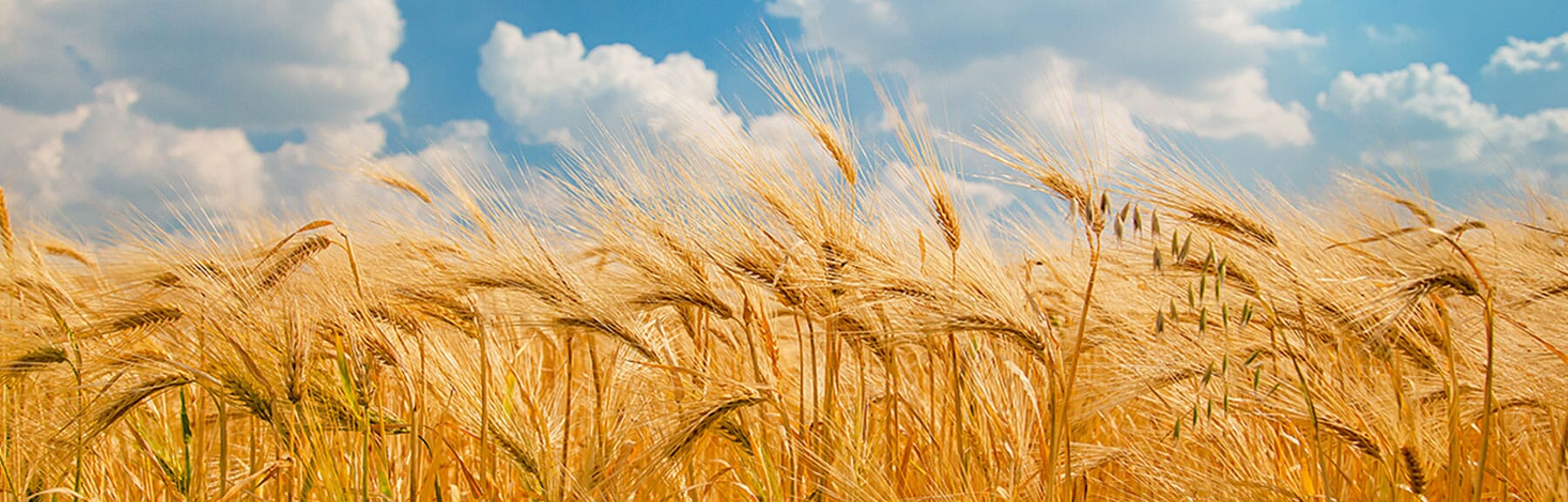 All about wheat straw plastic