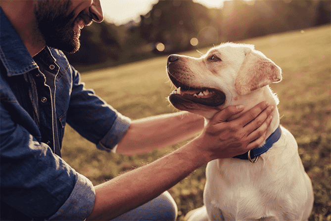 Man petting dog with blue collar