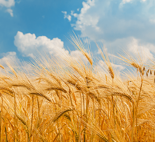 Sustainable wheat straw field