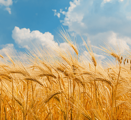 wheat straw plastic frequently asked questions
