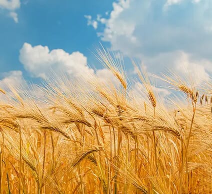 What is Wheat Straw Plastic?