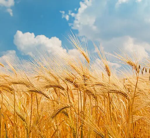 Sustainable wheat straw field