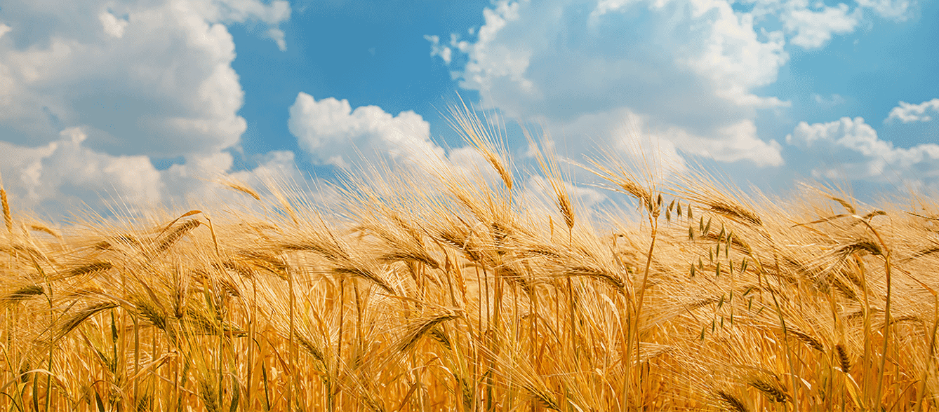 https://cdns.crestline.com/crestline/wheat-straw-field-sustainable-material.png