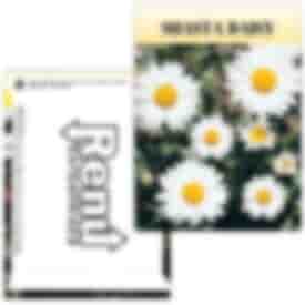 Standard Series Seed Packet- Shasta Daisy