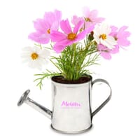 Custom Promotional Plants & Corporate Gift Plants for Employees