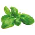 Basil plant