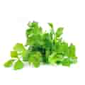 Cilantro plant
