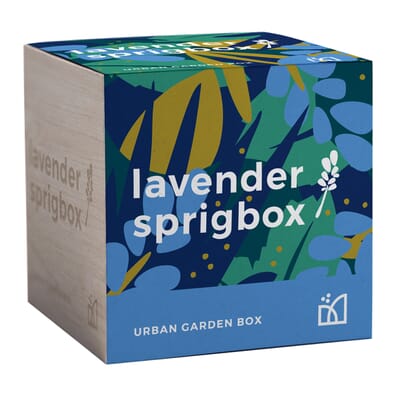 Sprigbox Lavender Grow Kit