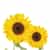 Sprigbox Sunflower Grow Kit