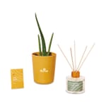 Modern Sprout&#174; Find Balance Take Care Kit - Aloe