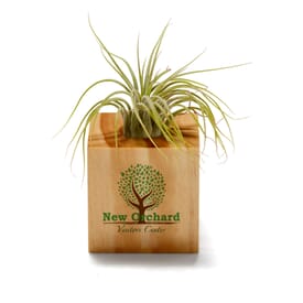 Full Color Imprint Air Plant