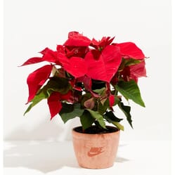 Red Poinsettia Plant Kit