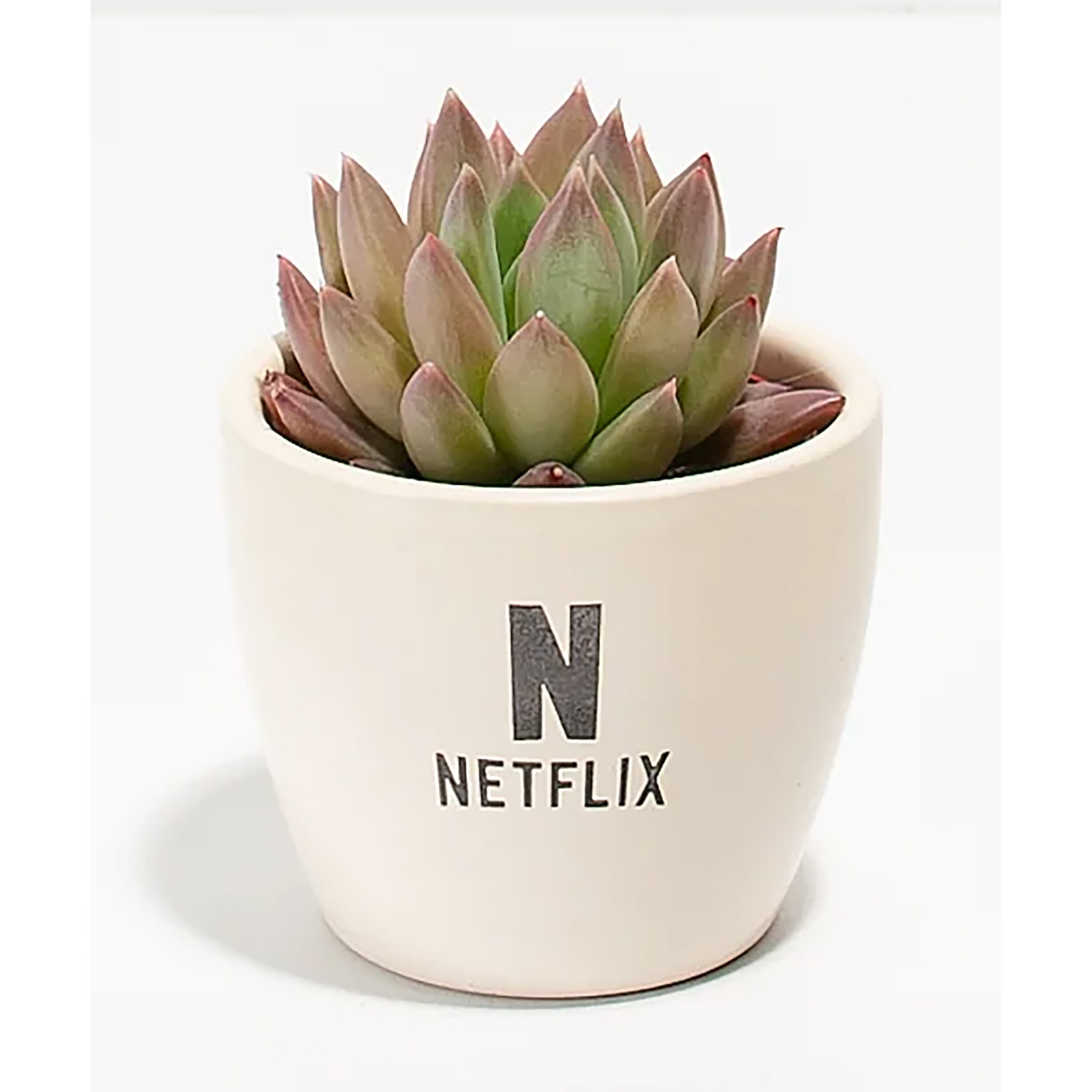 Lively Root Petite Succulent Plant