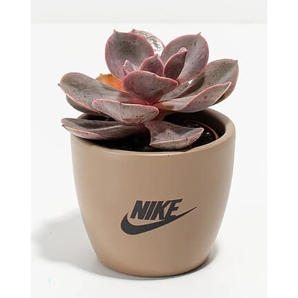 Lively Root Petite Succulent Plant