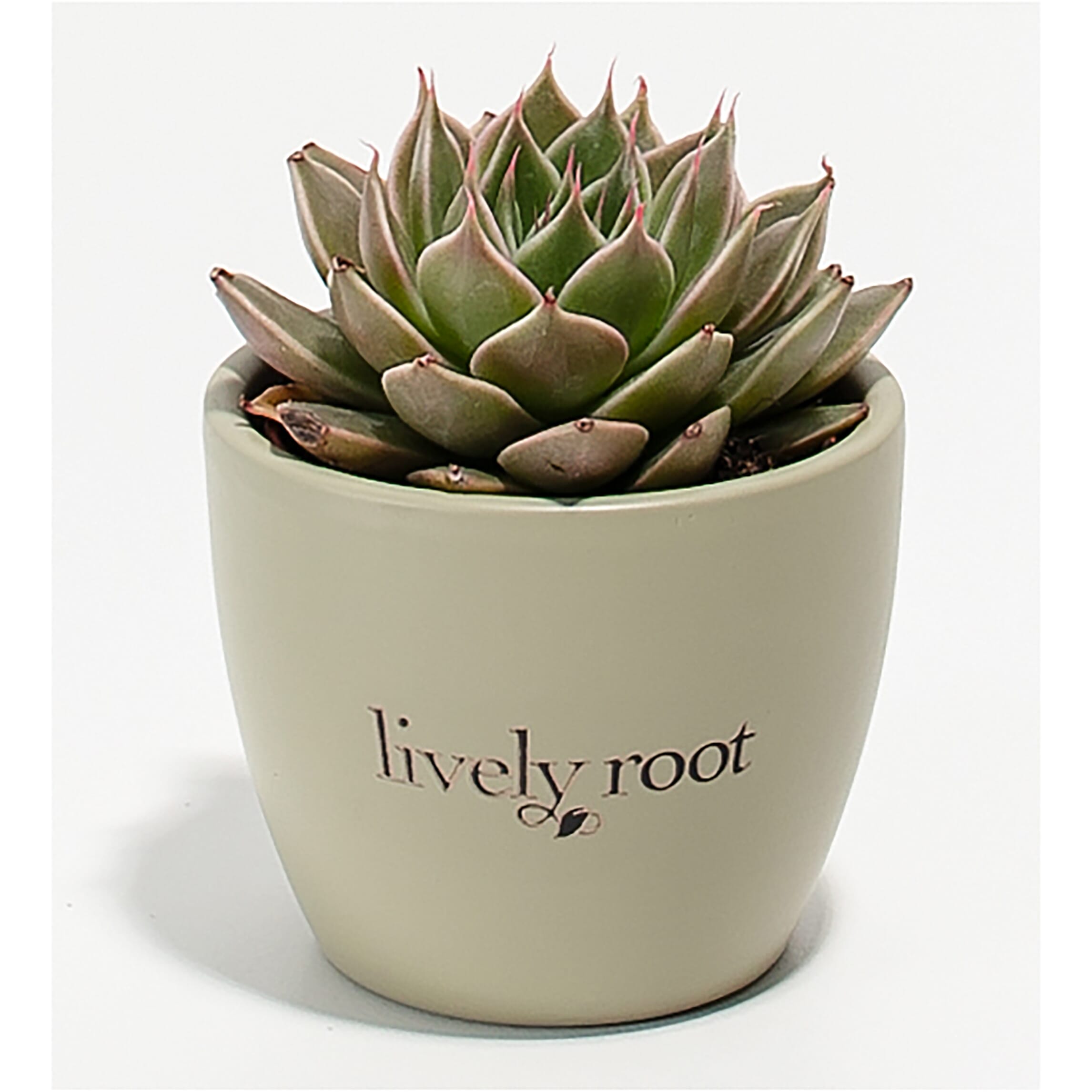 Lively Root Petite Succulent Plant