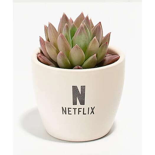 Petite Succulent Plant Kit