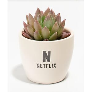 19. Lively Root Petite Succulent Plant