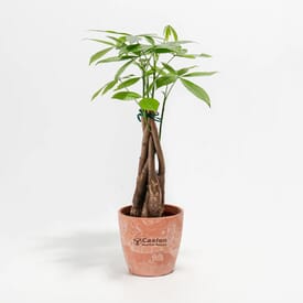 Lively Root Money Tree Plant - Small