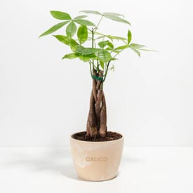 Lively Root Money Tree Plant - Medium