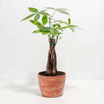 Lively Root Money Tree Plant - Medium