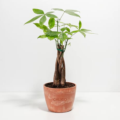 Lively Root Money Tree Plant - Medium