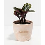 Lively Root Peacock Plant - Small