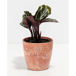Lively Root Peacock Plant - Small