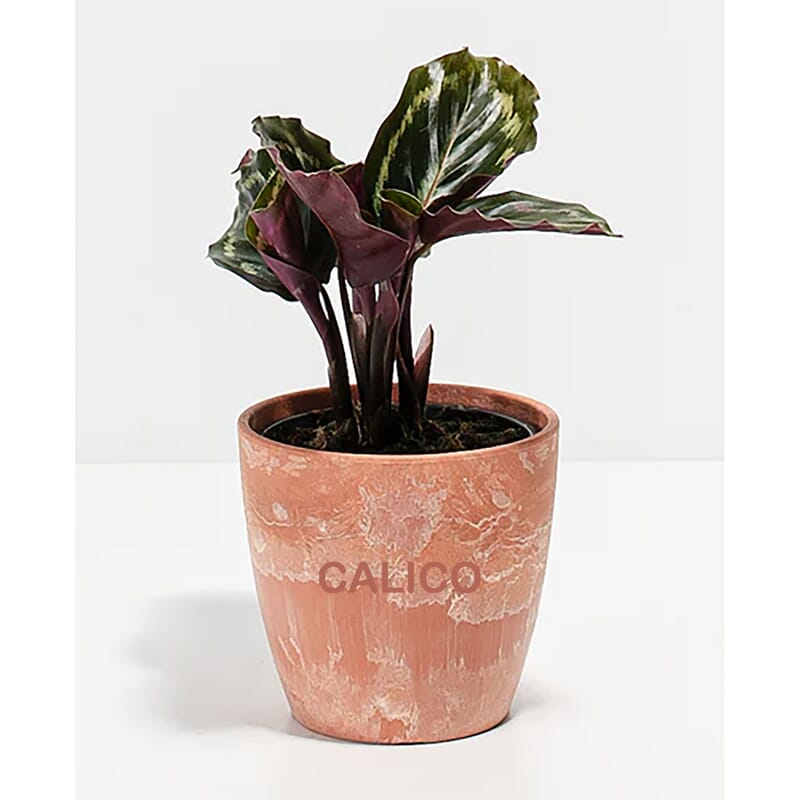 Lively Root Peacock Plant - Small