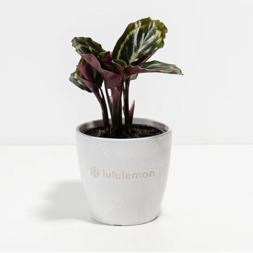 Lively Root Peacock Plant - Small
