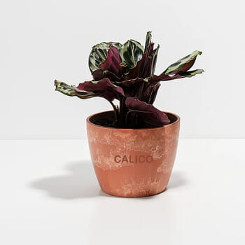 Lively Root Peacock Plant - Medium