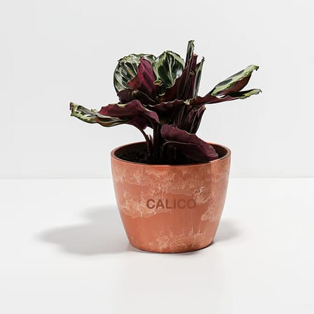 Lively Root Peacock Plant – Medium