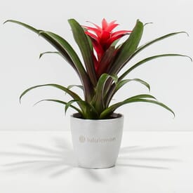 Lively Root Bromeliad Plant - Small