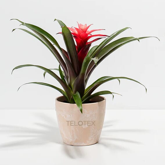 Lively Root Bromeliad Plant - Small