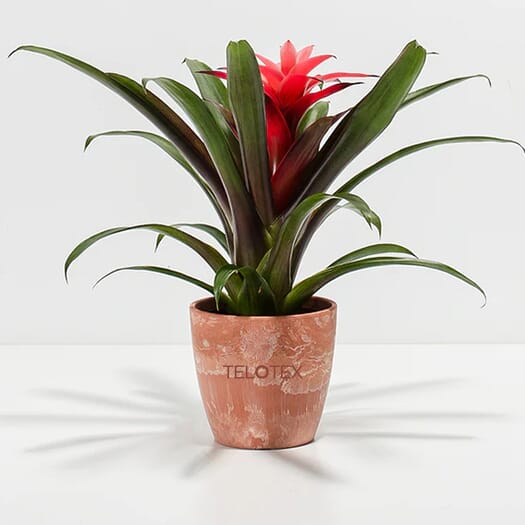 Assorted Bromeliad Plant Kit- Eco Pot- Small