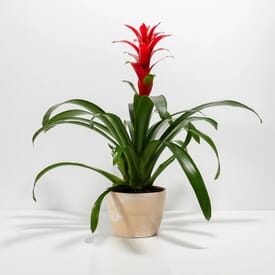 Lively Root Bromeliad Plant - Medium