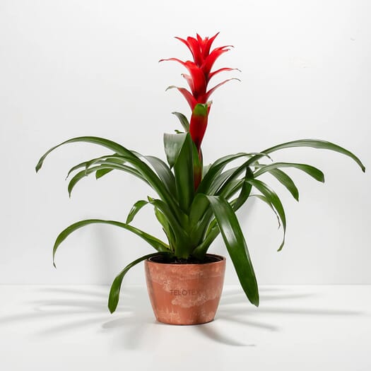 Assorted Bromeliad Plant Kit- Eco Pot- Medium