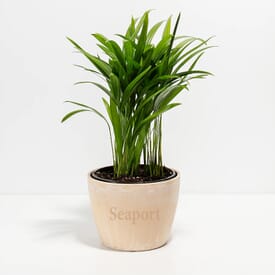 Lively Root Areca Palm Plant - Small